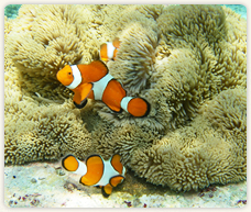 マリンライフラボ写真