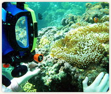 海洋調査員クラブ写真