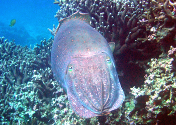 クブシミ(コブシメ)