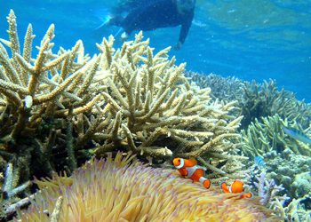 カクレクマノミ