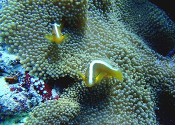 セジロクマノミ