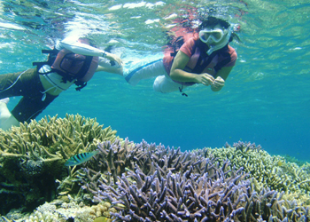 スギノキミドリイシ