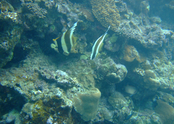 チョウチョウウオ