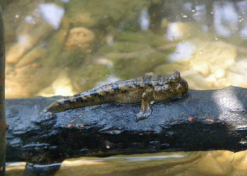 ミナミトビハゼ