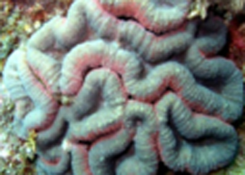 オオハナガタサンゴ