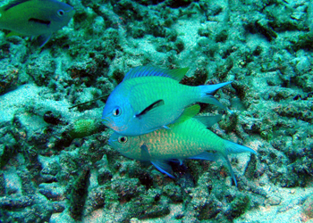 デバスズメダイ