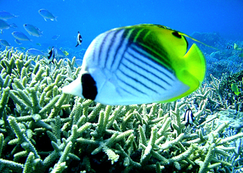 トゲチョウチョウウオ