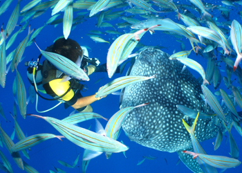 グルクン(タカサゴ)