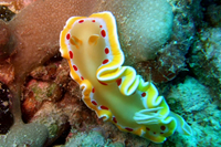 イノープログラム写真