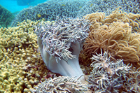 アクティビティ写真