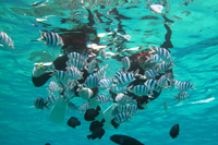 イノープログラム写真