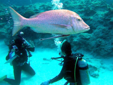 足元では魚達が群れている