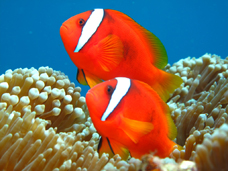 タマンの大接近もあるかも